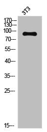 NTRK2 Antibody