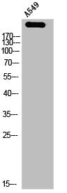 NUMA1 Antibody