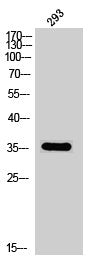 Phospho-OPRD1 (S363) Antibody