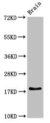 RPL23A Antibody