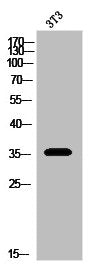 OPRD1 Antibody