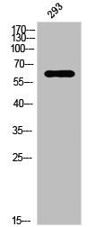 Phospho-PAK1 (T212) Antibody
