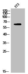 Phospho-PAK1 (S204) Antibody