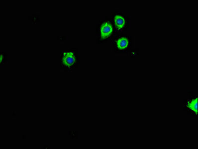 RPL26 Antibody