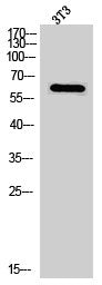 PAK1 Antibody