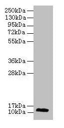 RPL30 Antibody