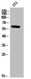 PAK2 Antibody