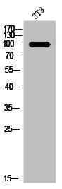 ANO7 Antibody