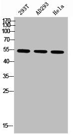 Phospho-PARK2 (S131) Antibody