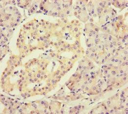 RPL34 Antibody