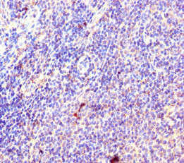 RPL35A Antibody