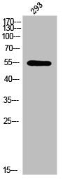 Phospho-LEF1 (S42) Antibody