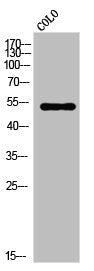 VRK3 Antibody