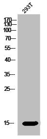 MRPL51 Antibody