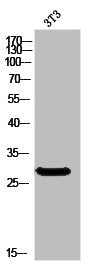 ATP5F1 Antibody