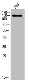 Phospho-PDGFRA (Y849) Antibody