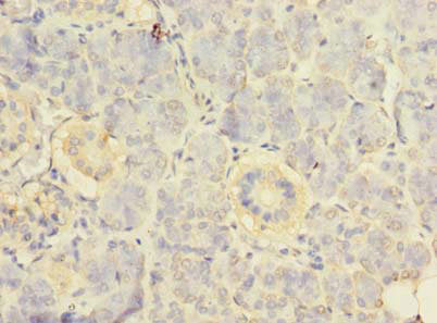 RPS24 Antibody