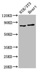 RPS6KA3 Antibody