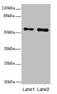 RPS6KL1 Antibody