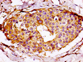 RPS7 Antibody