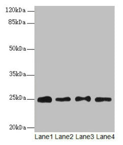 RPS8 Antibody