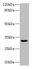 RPSA Antibody