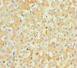 RS1 Antibody
