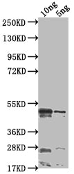 rsad2 Antibody