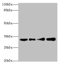 RSU1 Antibody