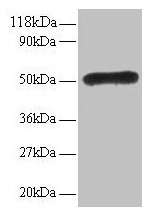 LMO1 Antibody