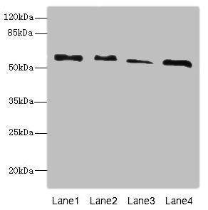 RTKN Antibody