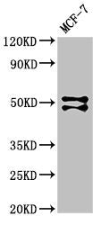 RUNX1 Antibody