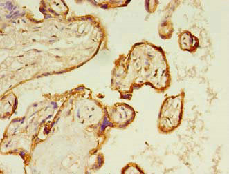 S100A11 Antibody