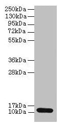 S100A4 Antibody