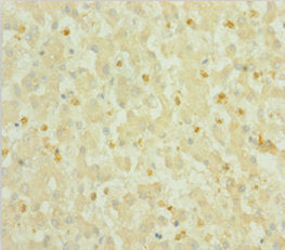 S100A6 Antibody