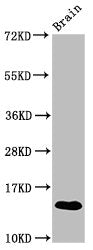 S100a9 Antibody
