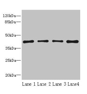 S1PR1 Antibody