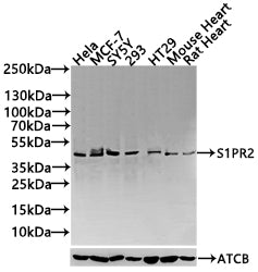 S1PR2 Antibody