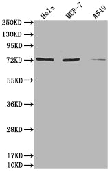 SAMHD1 Antibody
