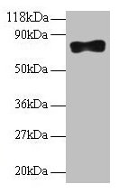 Samhd1 Antibody