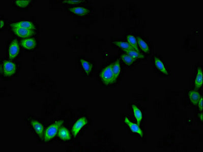 SCGB1A1 Antibody