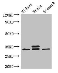 SCGN Antibody