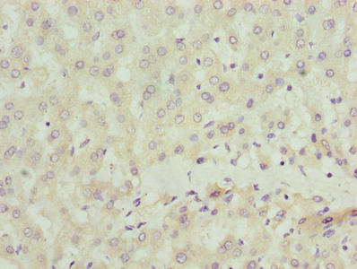 SCLT1 Antibody