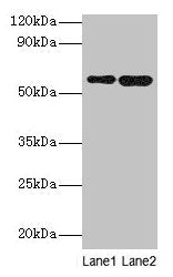 SCP2 Antibody