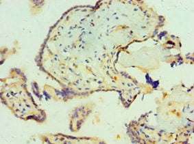 SCP2 Antibody