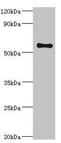 SCP2 Antibody