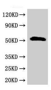 SCTR Antibody