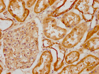 SDC1 Antibody