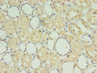 SDF2 Antibody