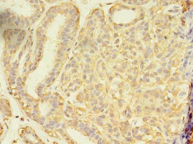 SEC31A Antibody